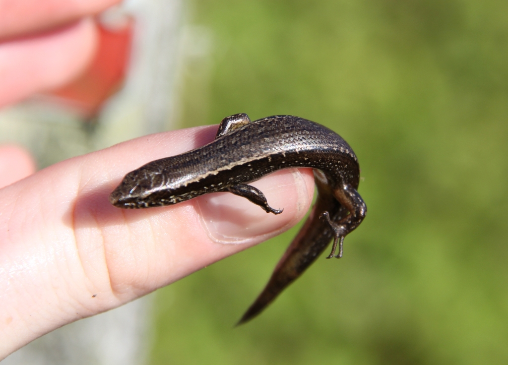 Brown Skink