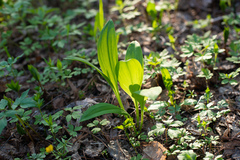 Allium microdictyon
