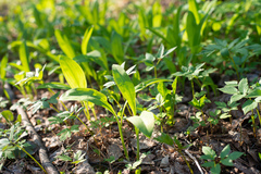 Allium microdictyon