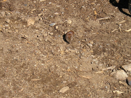 Clethrionomys gapperi