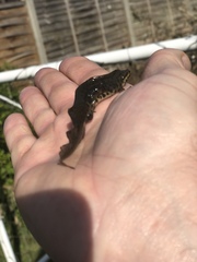 Lissotriton vulgaris