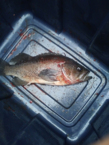 Black bass (Sebastes melanops) — Sebastidae — 3