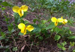 Viola uniflora