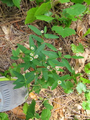Euphorbia pubentissima