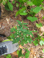 Euphorbia pubentissima