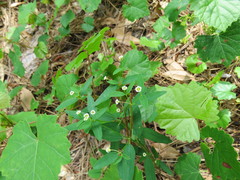 Euphorbia pubentissima