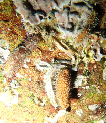 Pachythyone rubra image