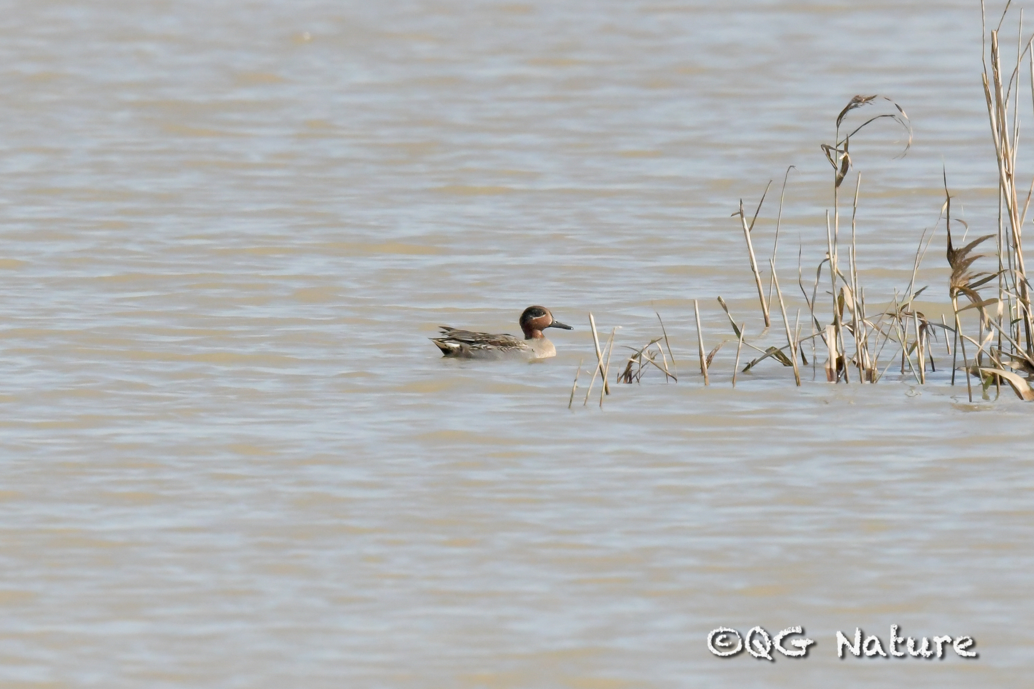 Green-winged Teal