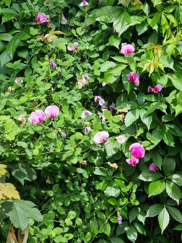 Image of Lathyrus grandiflorus by (c) Daniel Cahen, some rights reserved (CC BY)