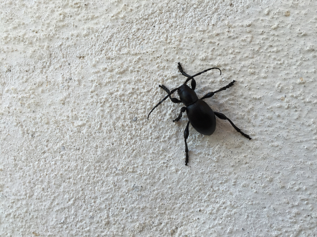 Moneilema appressum