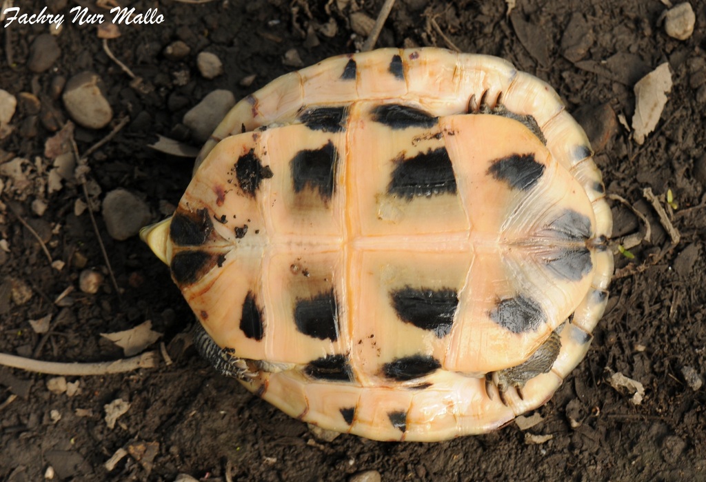 Photo by fachrynurmallojr