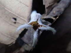 Dendrolirium lasiopetalum