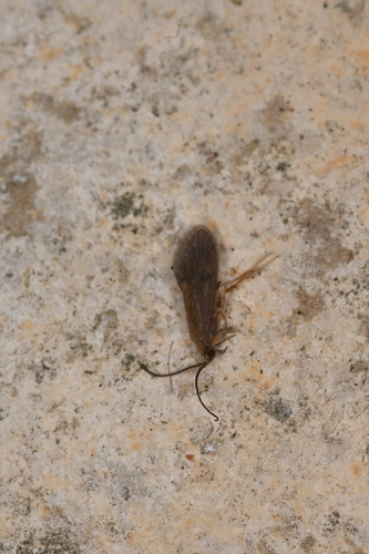 Agapetus laniger