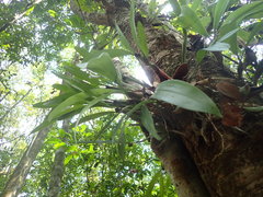 Dendrolirium lasiopetalum