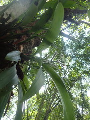 Dendrolirium lasiopetalum