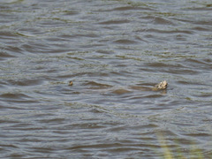 Malaclemys terrapin