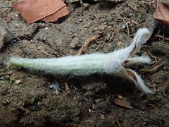 Dendrolirium lasiopetalum