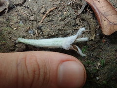 Dendrolirium lasiopetalum