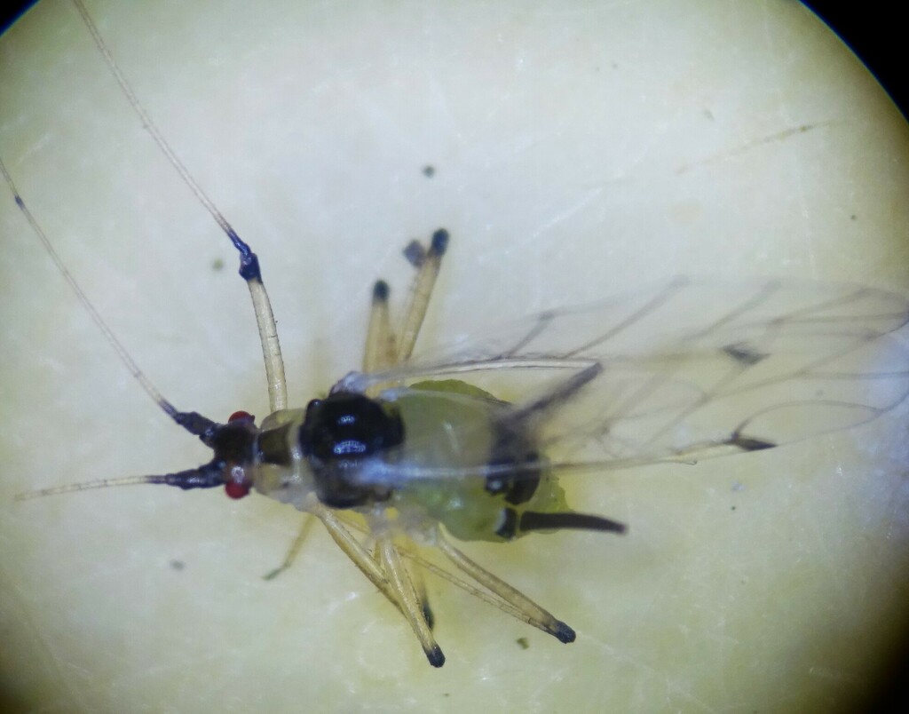 Drepanosiphum dixoni