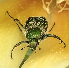 Trichiotinus lunulatus