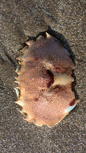 Ovalipes trimaculatus