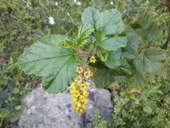 Ribes punctatum