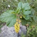 Ribes punctatum - Photo 由 mildred_ehrenfeld 所上傳的 (c) mildred_ehrenfeld，保留部份權利CC BY-NC