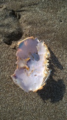 Ovalipes trimaculatus