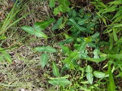 Desmodium tweedyi