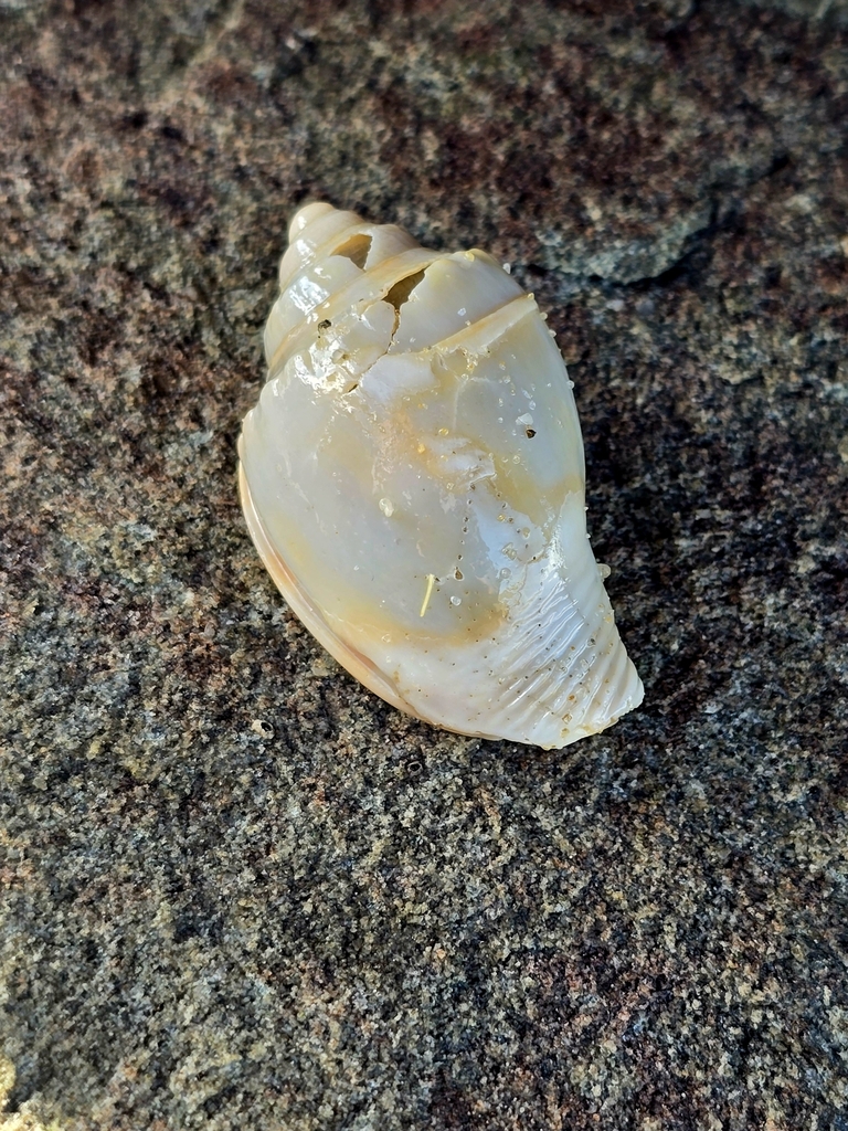 Banded Bonnet Snail from Point Cartwright Lighthouse on May 27, 2024 by ...
