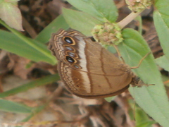 Yphthimoides maepius