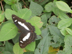 Metamorpha elissa