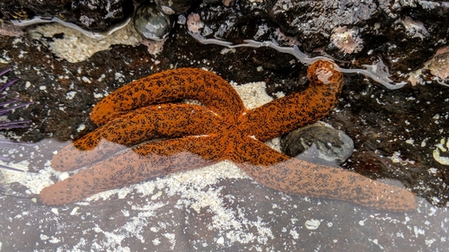 Echinaster purpureus