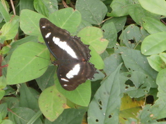 Metamorpha elissa