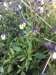 Viola arvensis