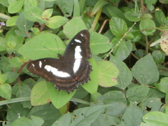 Metamorpha elissa