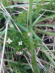 Arcytophyllum thymifolium