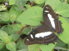 Metamorpha elissa