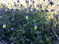 Viola arvensis