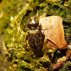 Prosternon tessellatum