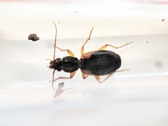 Cymindis