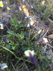 Viola arvensis