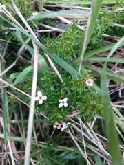 Arcytophyllum thymifolium