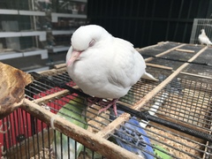 Columba livia domestica