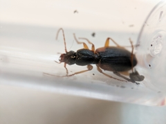 Cymindis
