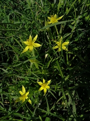 Empodium gloriosum