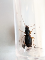 Cymindis