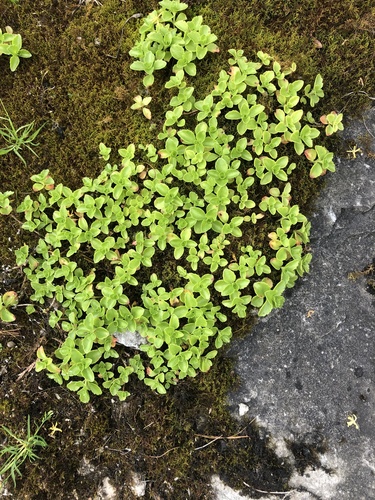 Phedimus spurius