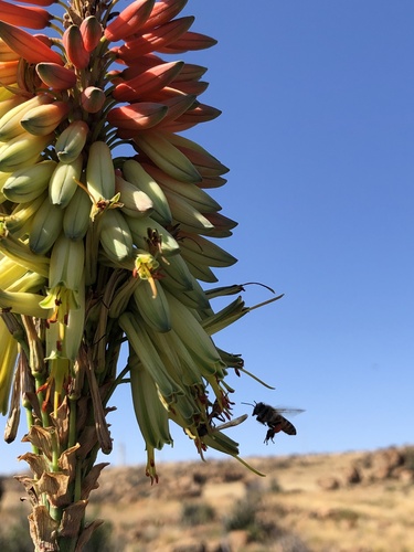 Aloe mutabilis, photograph 4