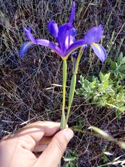 Iris xiphium